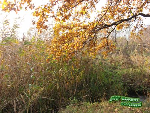 Дубки осенью на берегу ручья Широкий